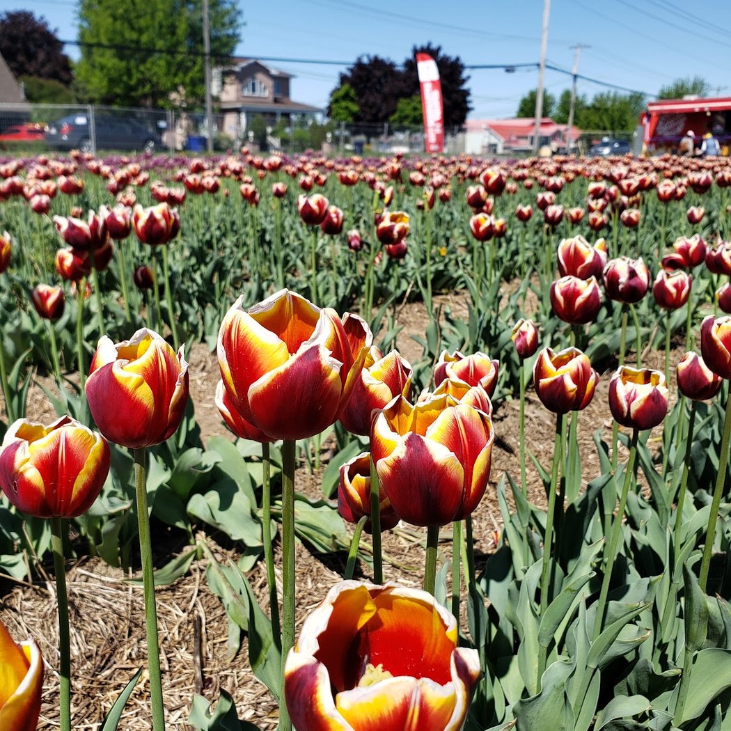 Tulipes.ca 3