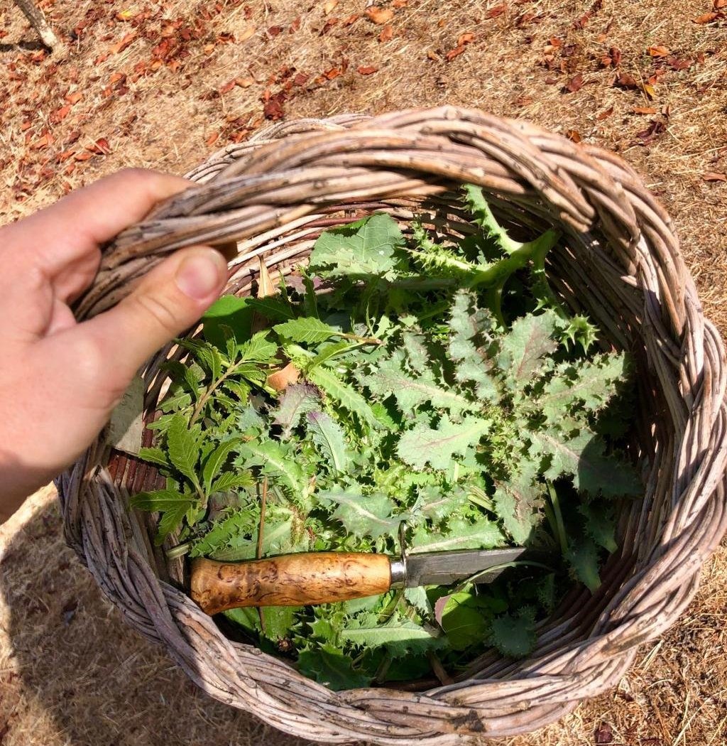 Wild, Native, Edible Plant Nature Walk 2