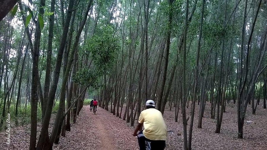 Turahalli Tree Park 3