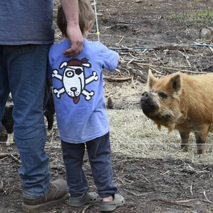 1.5 Hour Immersive Farm Experience in Adirondacks 1