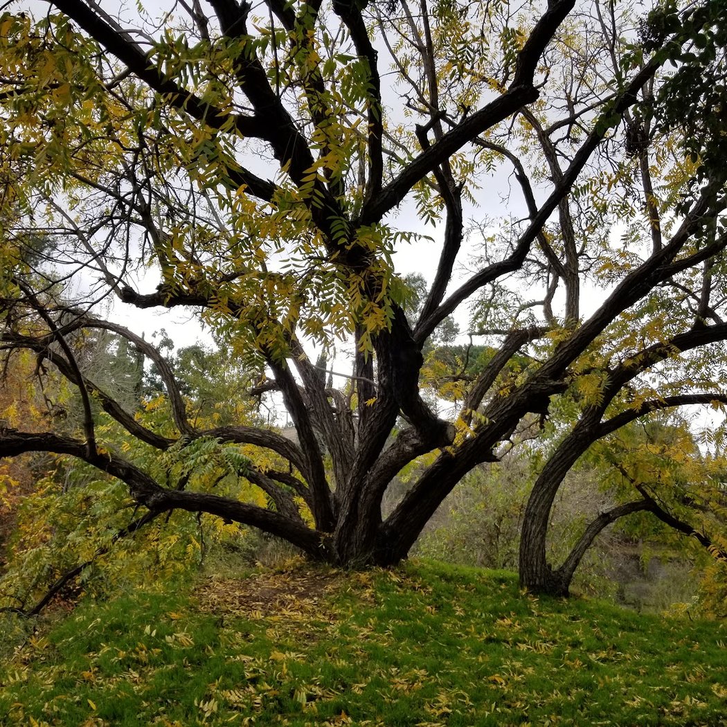 Los Gatos Creek Trail, St. Elizabeth Dr Entrance 3