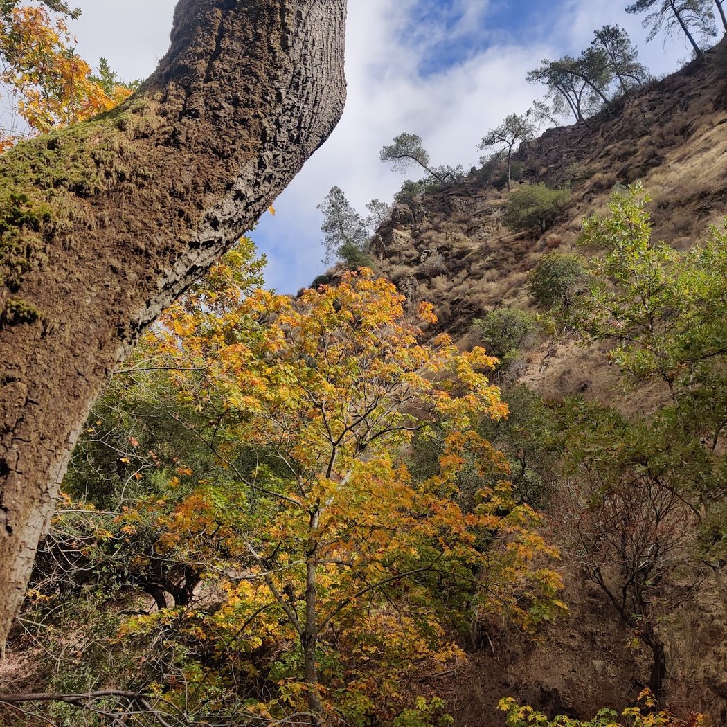 S Rim Trail 3