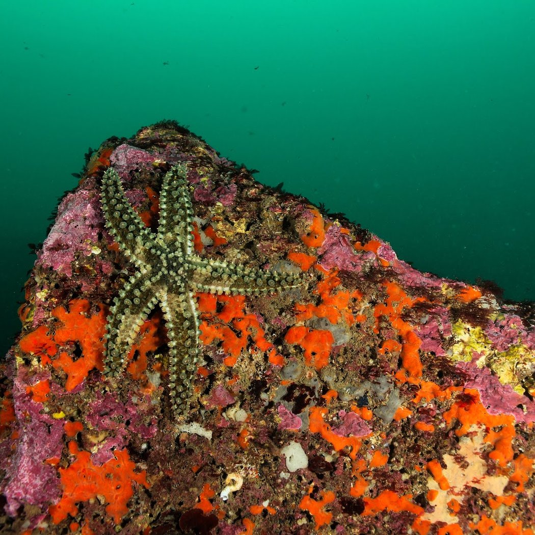 Odyssey Bleue Socoa Diving Center Au Pays Basque - Saint Jean De Luz 1