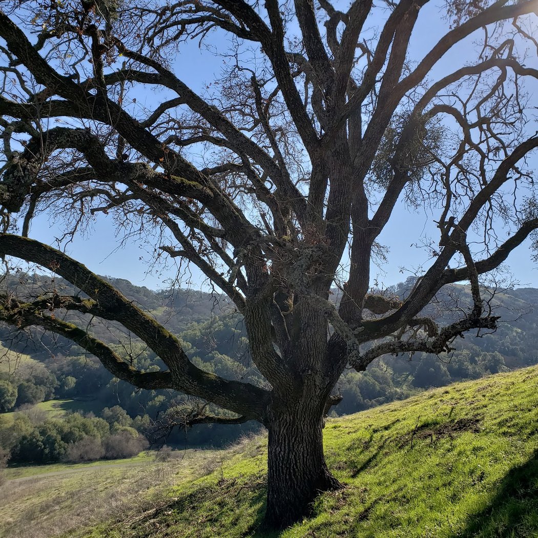 Long Walk: Briones to John Muir National Historic Site 2