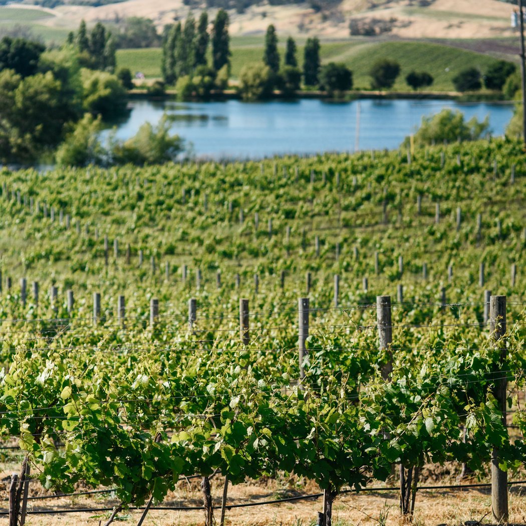 An Afternoon in the Vineyards 1