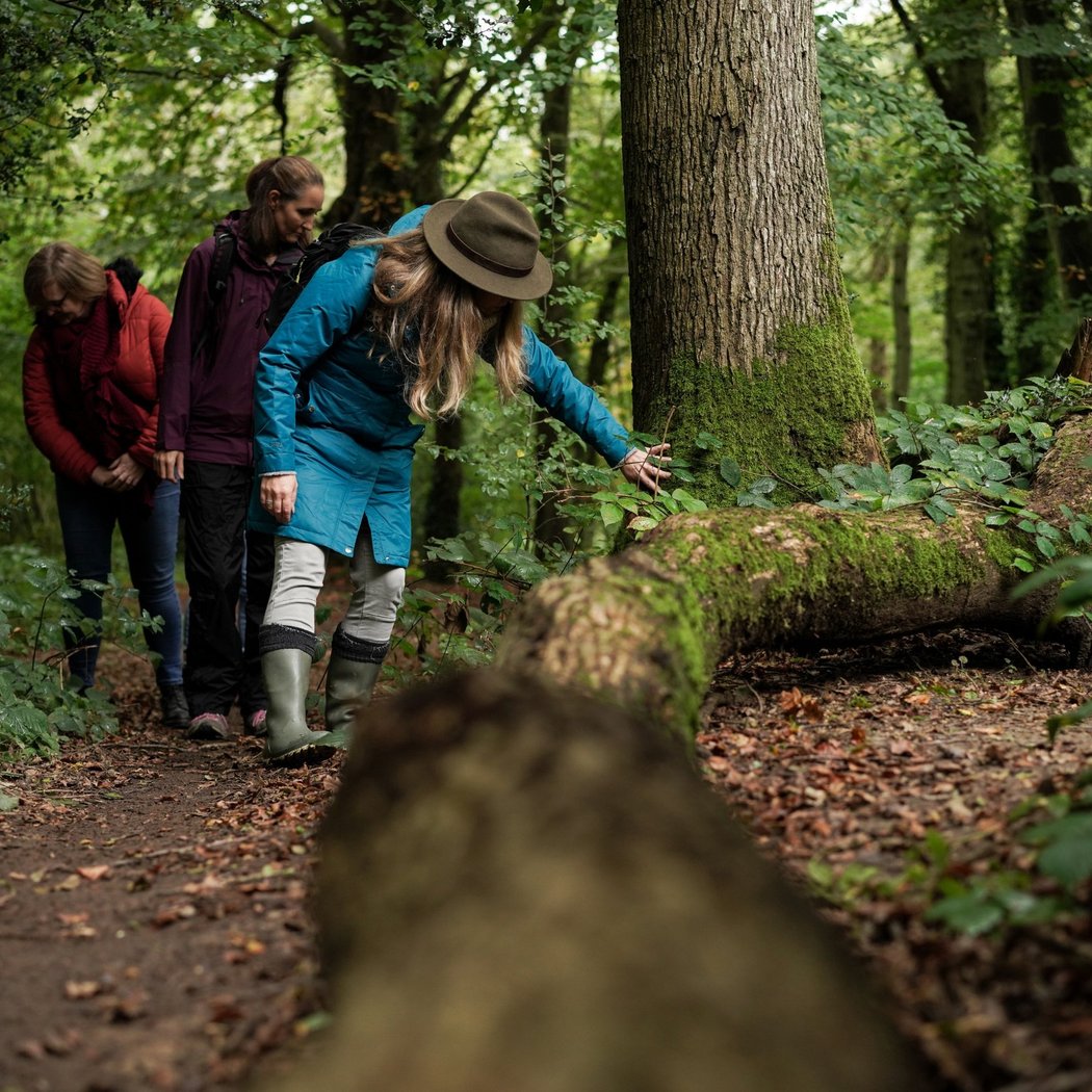 Forest Bathing 1