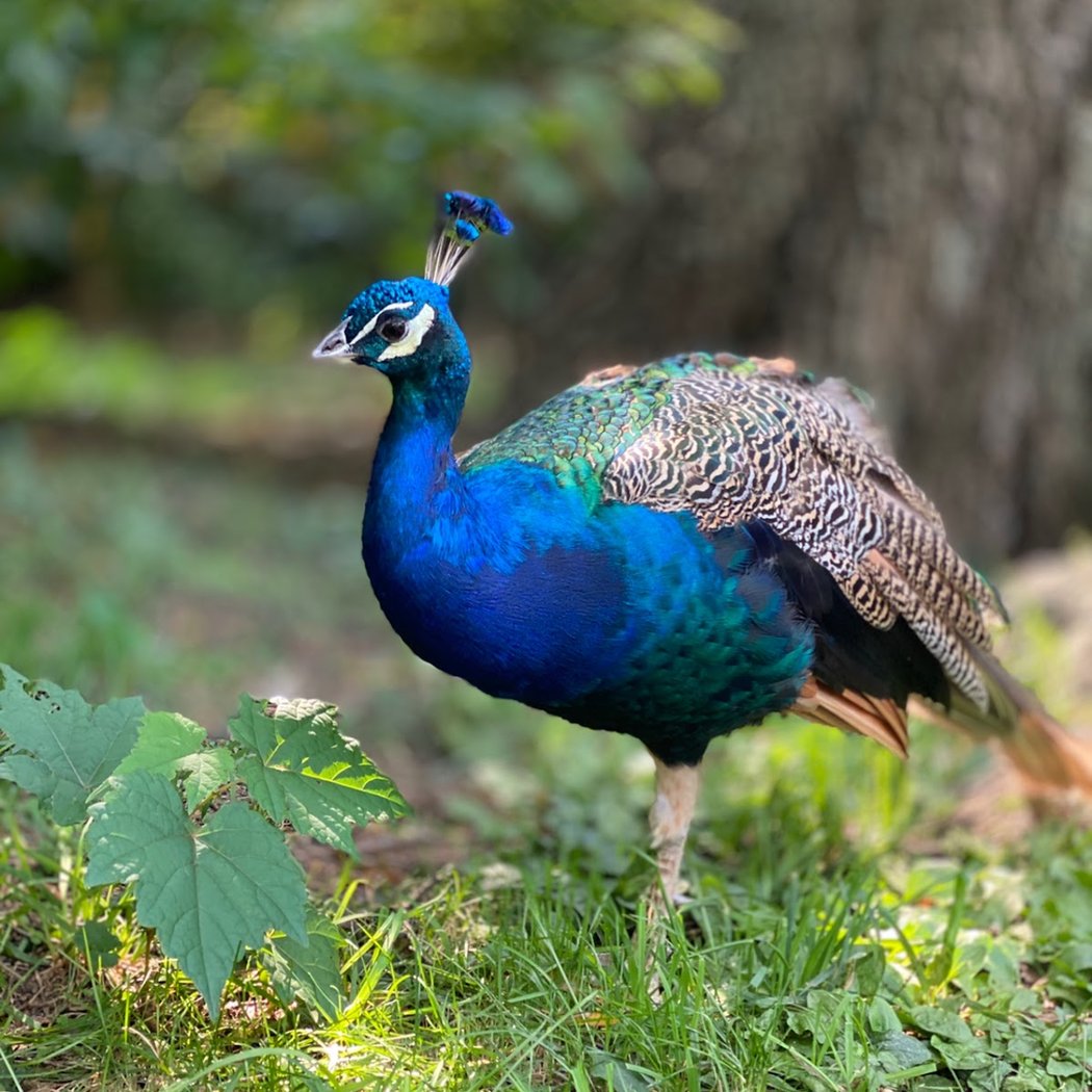 Bronx Zoo Free Admission 5