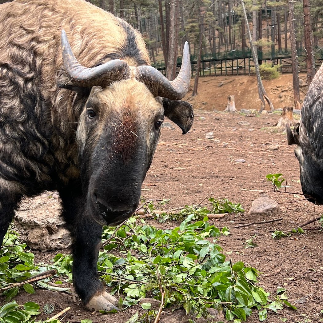 Takin Preserve (National Animal of Bhutan) 2