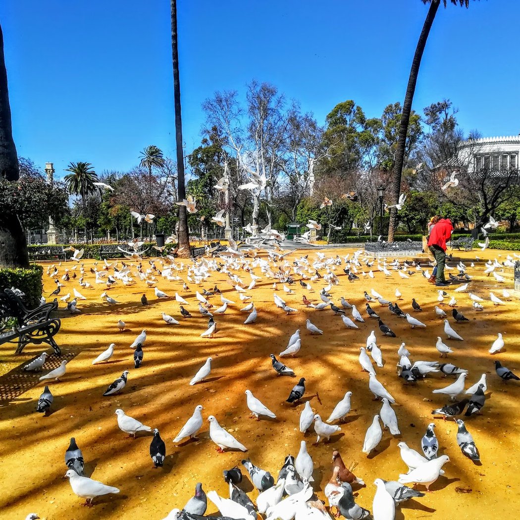 Parque de las Palomas 3