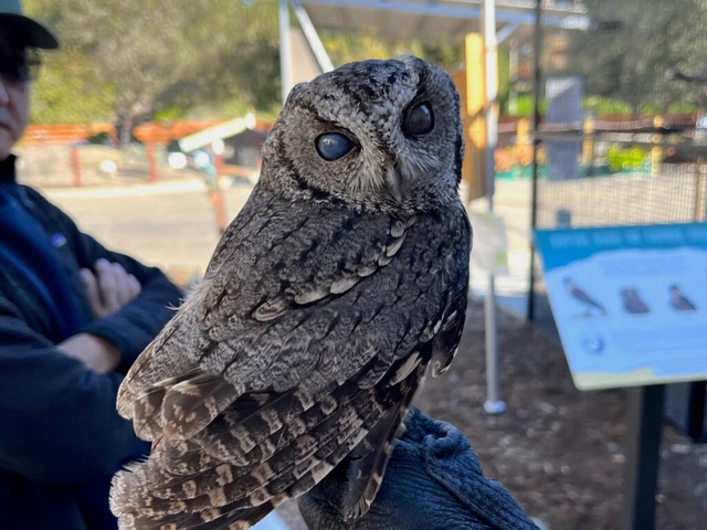 Little Owl Thursday