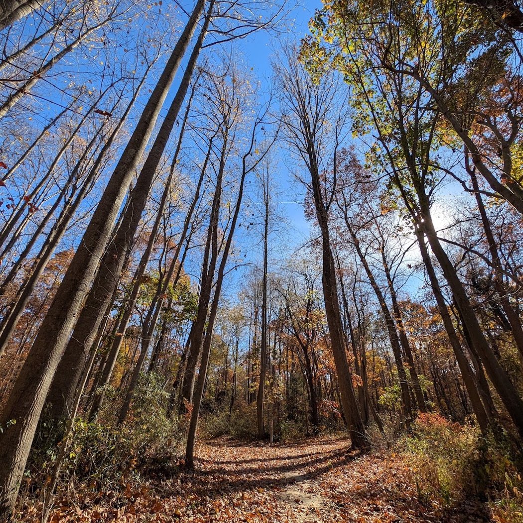 Blackbird State Forest 1