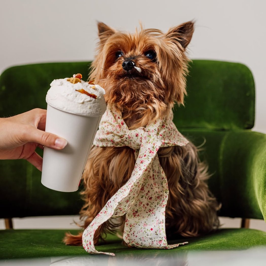 Doggy Brunch 1