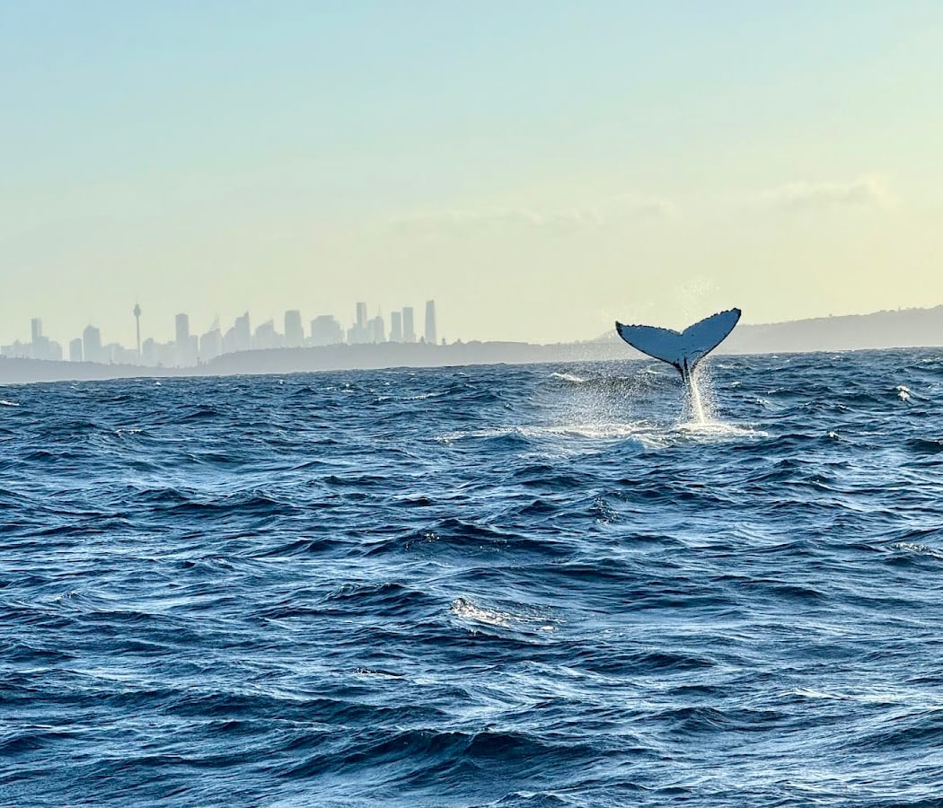 Whale Adventure Tour 3