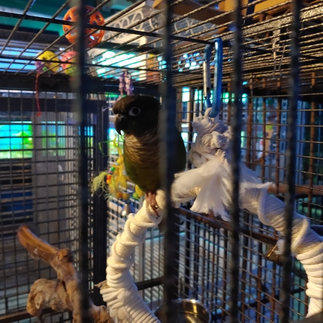 Petqua 3