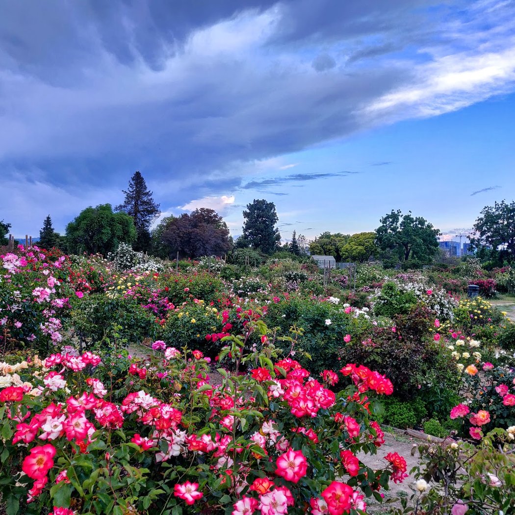 Volunteer in the Historic Orchard with UC Master Gardeners 4