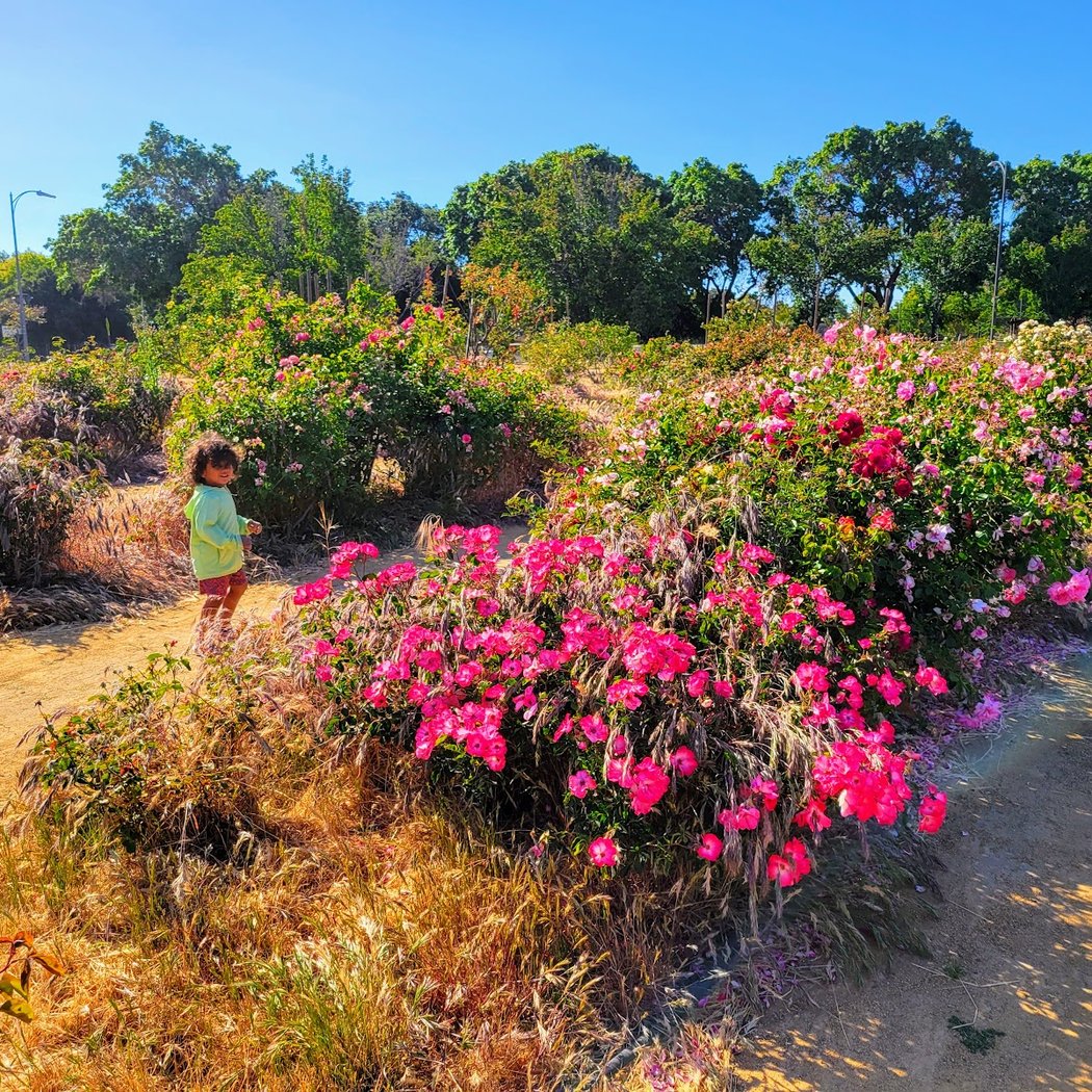 Guadalupe River Park 1