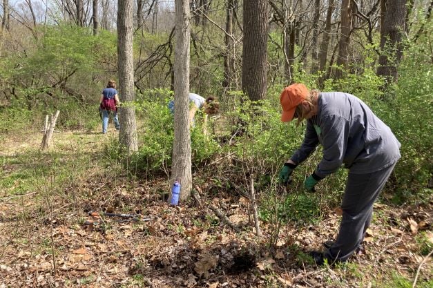 Ridley Tree Maintenance Day 2