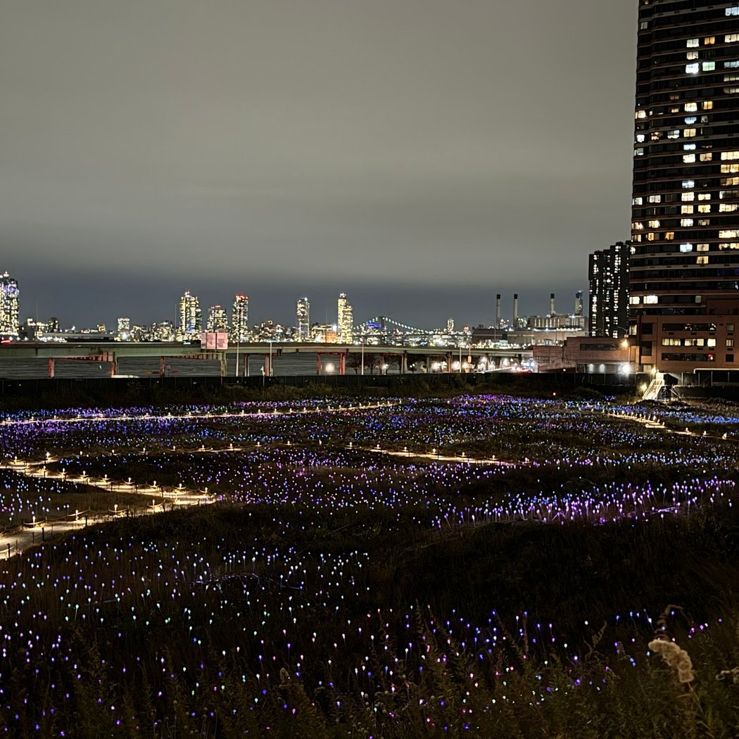 Field Of Light 4