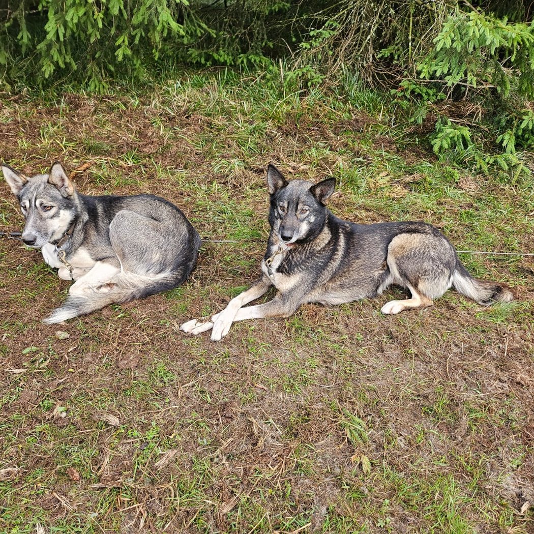 Nordic Team, chiens de traîneau Aubrac 2