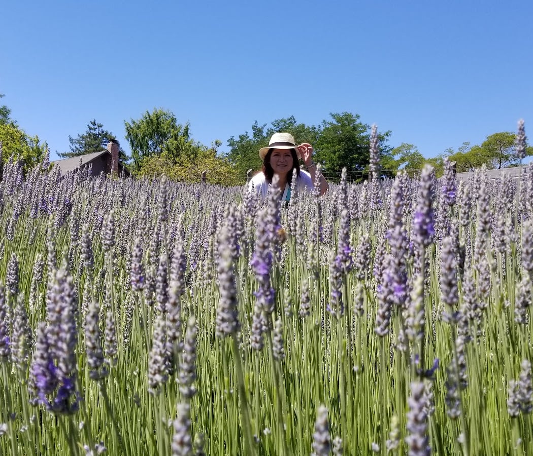 Lavender Bee Farm 1