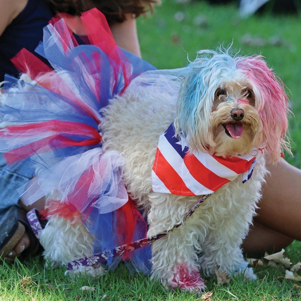 Yankee Doodle Dog Show & Fourth of July Parade 4