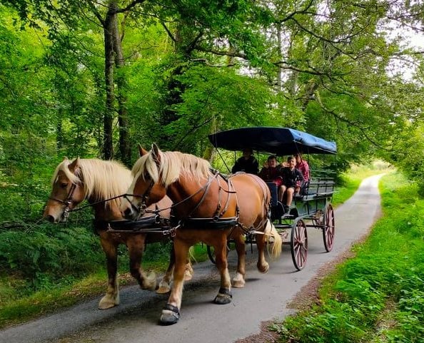 Les Attelages du Gros Bois - Vacances en Roulotte avec cheval 1