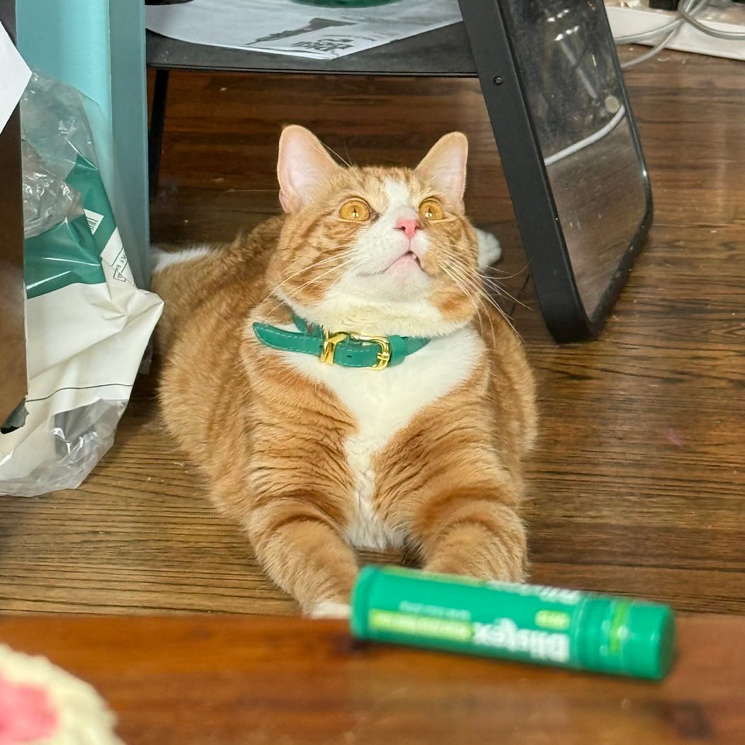 Animal Care Centers of NYC - Manhattan 2