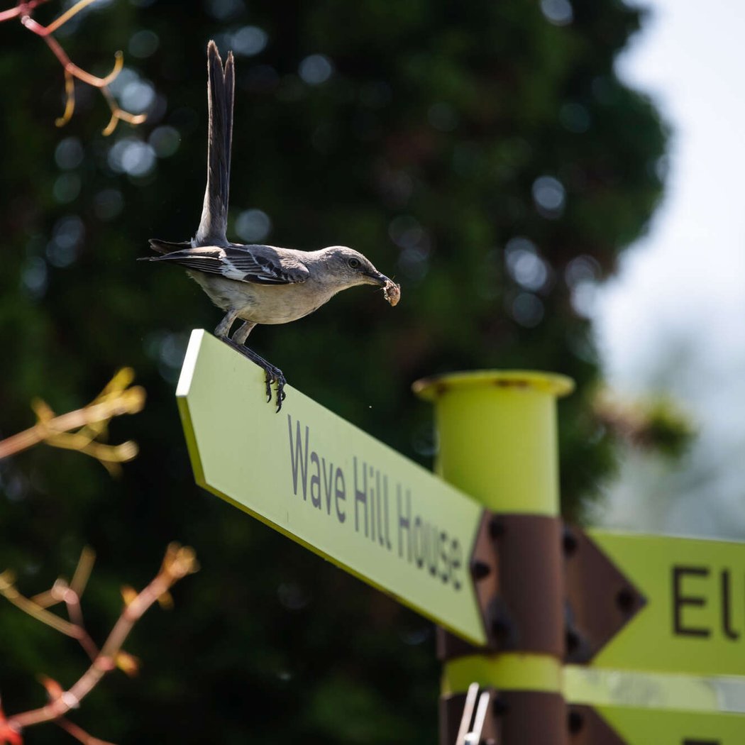 Spring Birding 1