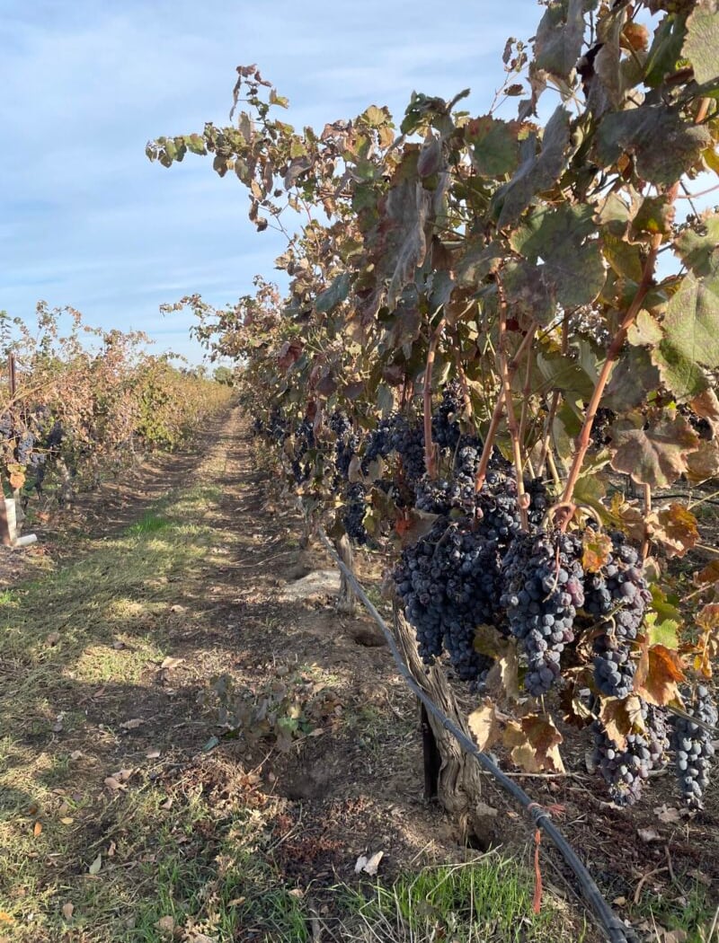 Campos Family Vineyards 3