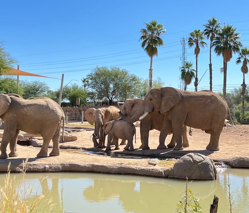 Reid Park Zoo 2