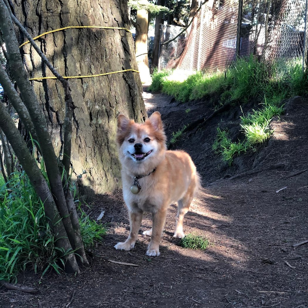 Upper Douglass Dog Play Area 1