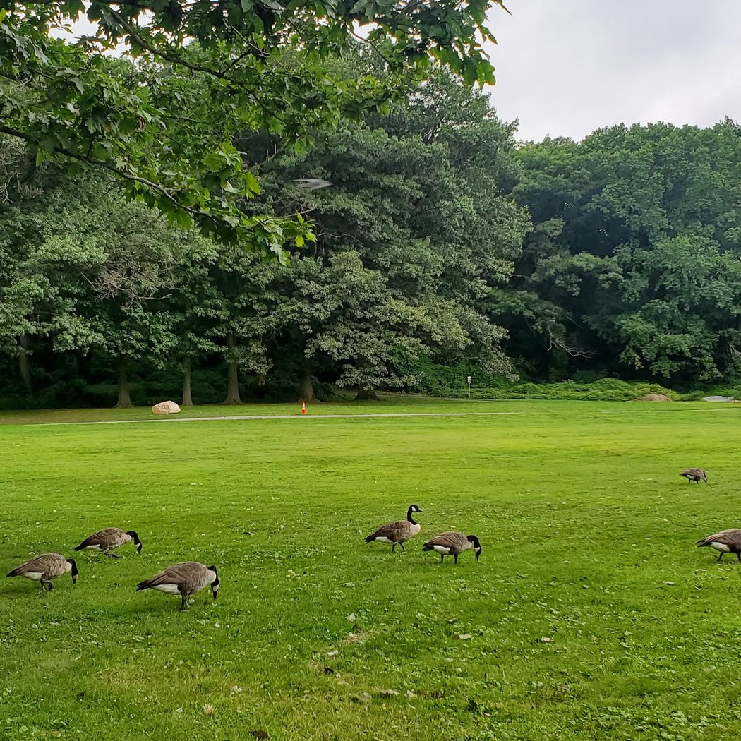 2025 NYC Summer Outdoor Movie Nights 3