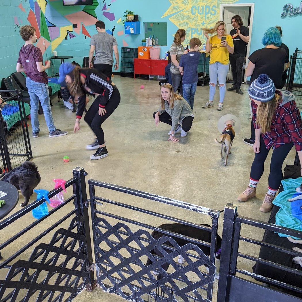 The Dog Cafe 2