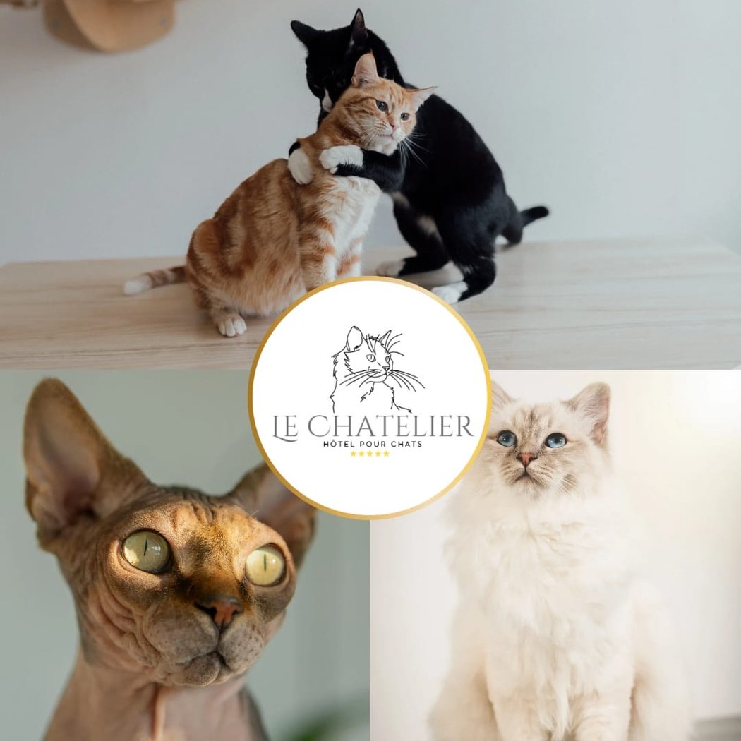 Le Chatelier - Hôtel pour chat 1