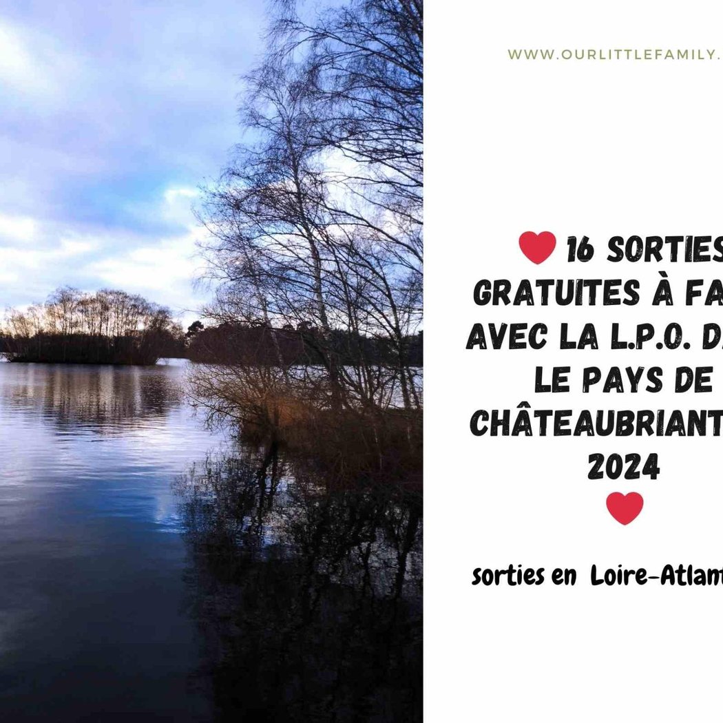 Comptage collectif des oiseaux d'eau 1