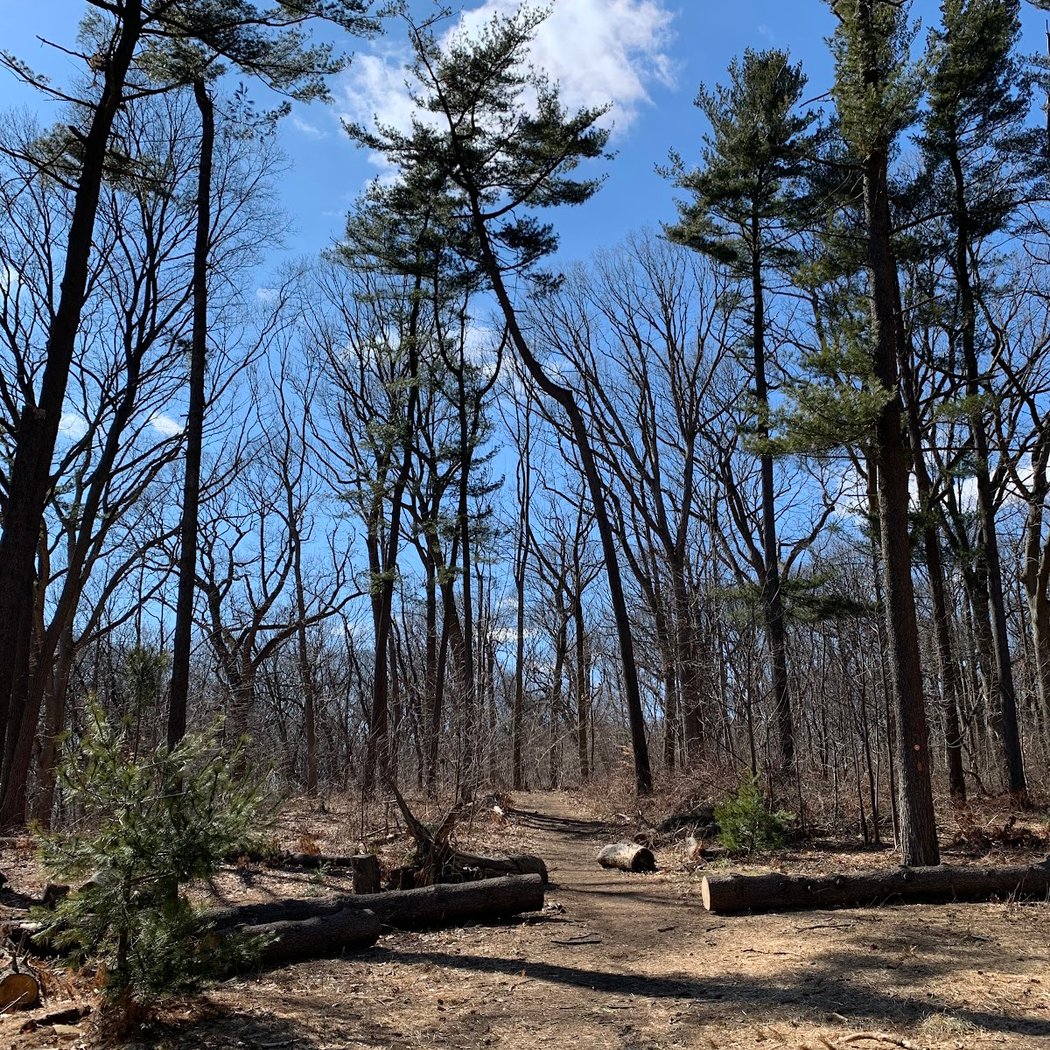Forest Park Pine Grove 3