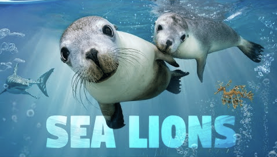 Lions de mer, un destin fragile 1