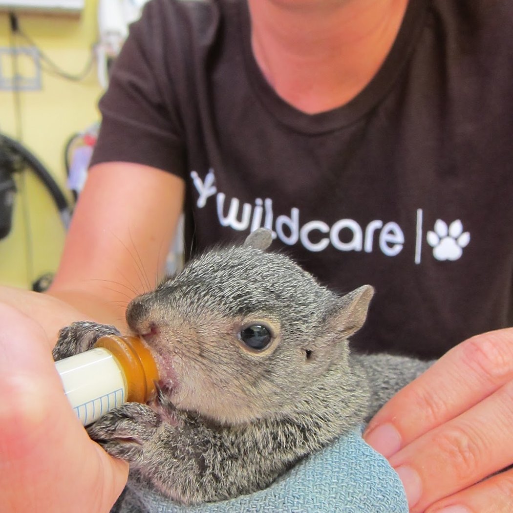 Drop-in: WildCare’s Ambassador Zone 1