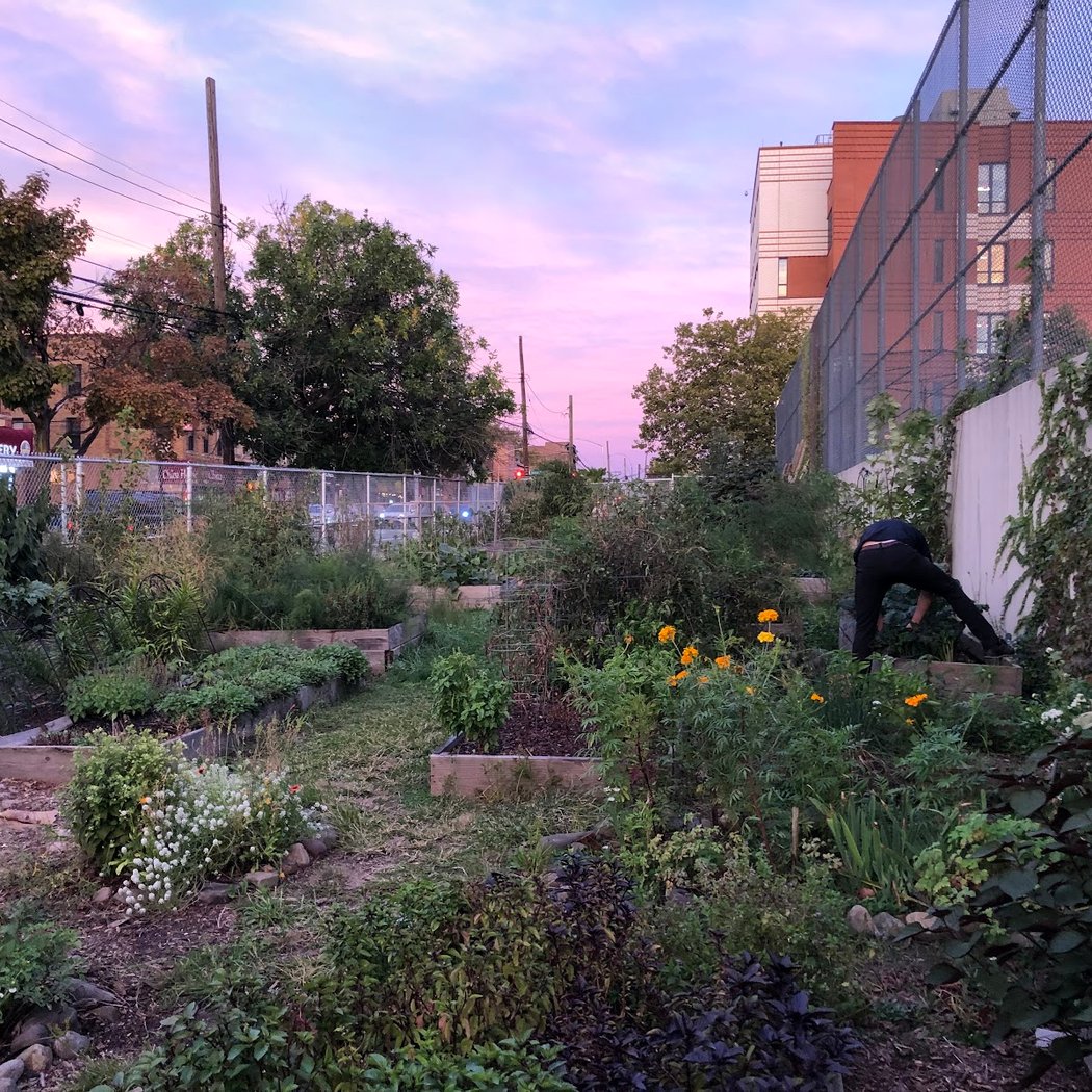 Ridgewood Community Garden 3
