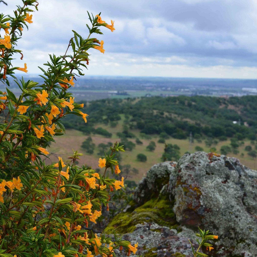 Nature Hike at Patwino Worrtla Kodoi Dihi Open Space Park 1
