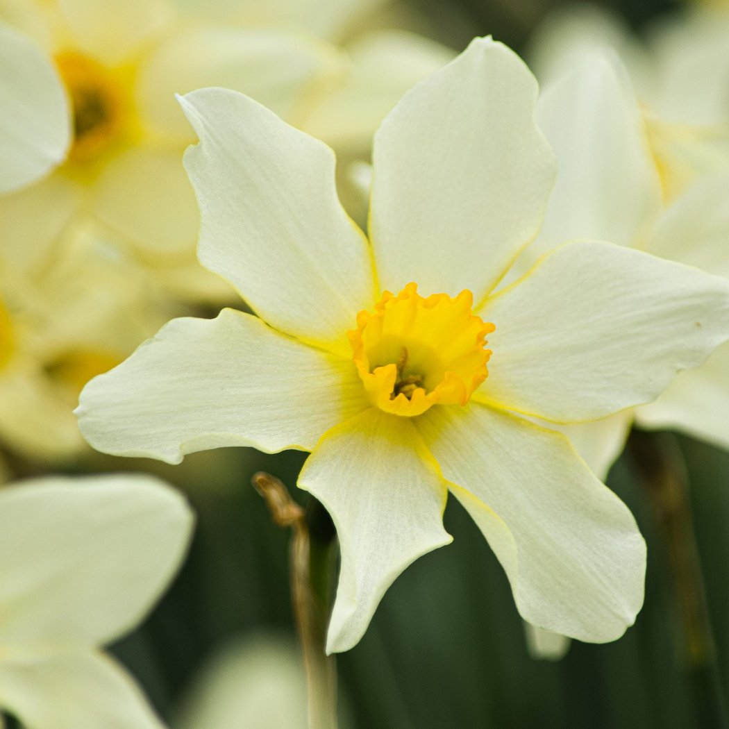 Open Daffodil Viewing Weekend 1
