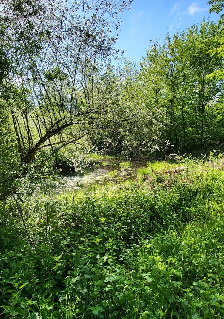 Forêt de Compiègne 2