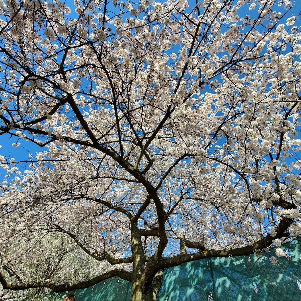 Cherry Blossom Welcome Center 3