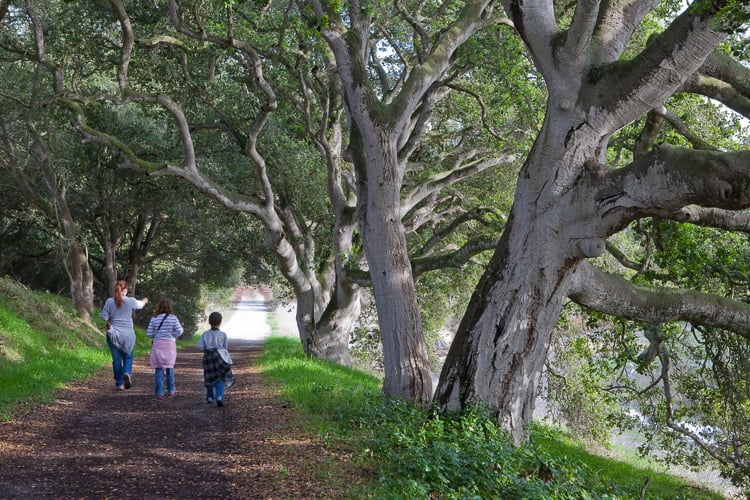Elkhorn Slough Reserve 1