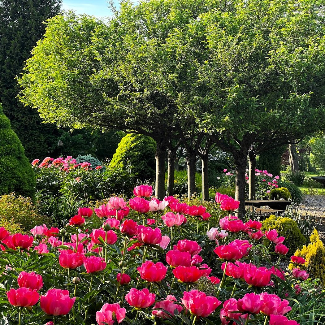 Sycamore Hill Gardens 1