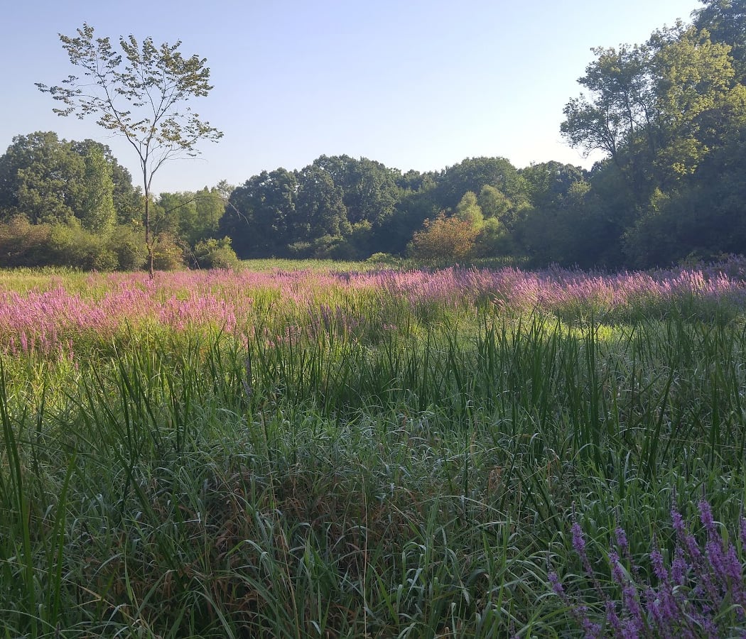 Marsh View Meadows 1