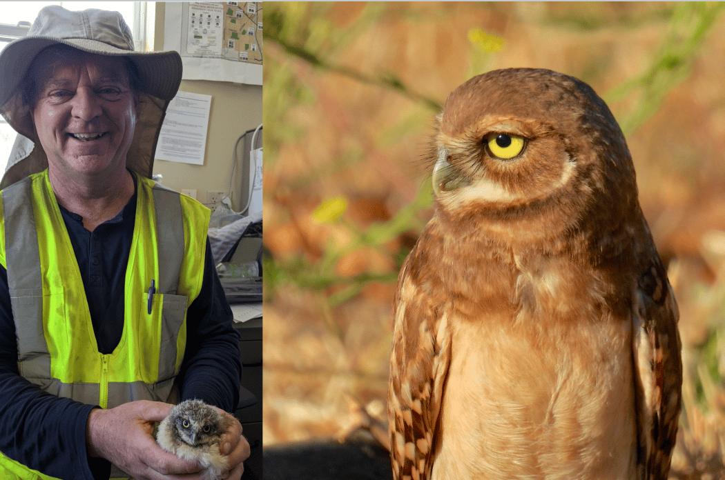 Burrowing Owls & Santa Clara County Conservation 1
