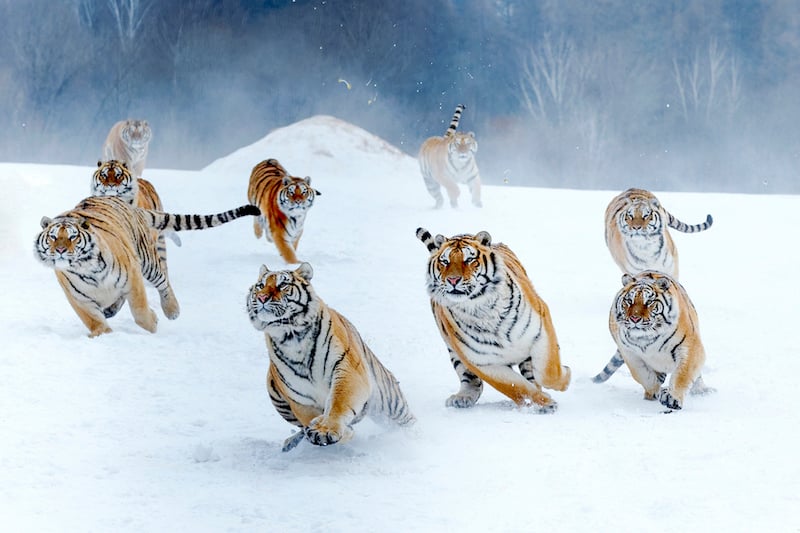 Siberia Tiger Park 1