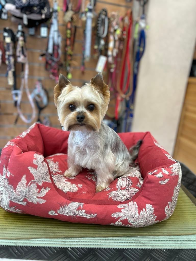 Elegance Canine 1