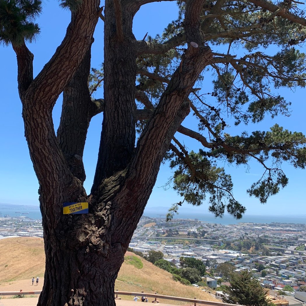 Tree Swing 3